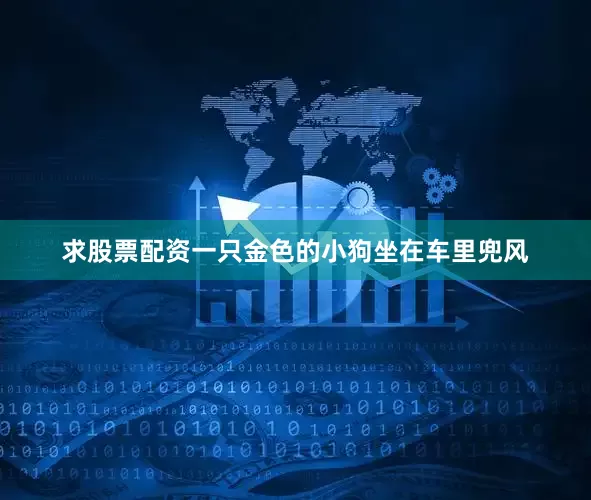 求股票配资一只金色的小狗坐在车里兜风