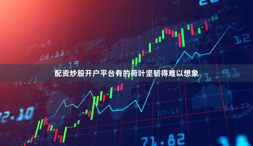 配资炒股开户平台有的荷叶坚韧得难以想象